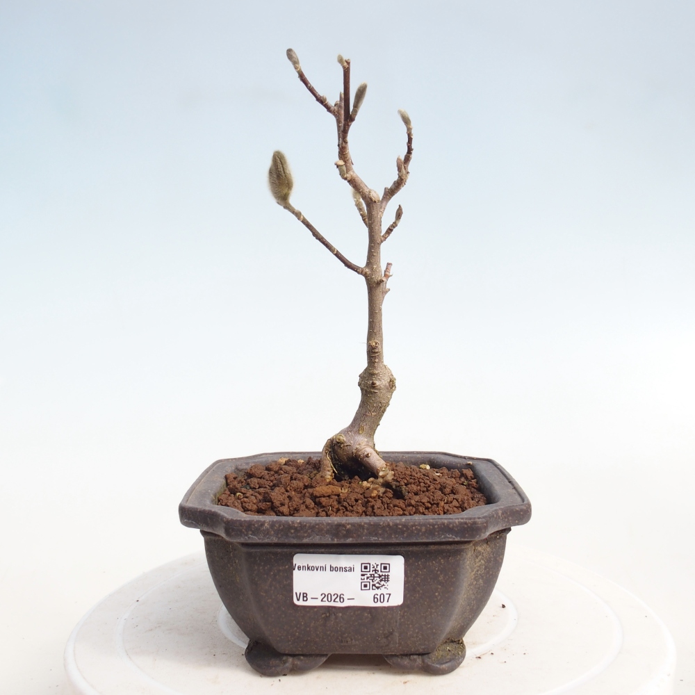 Bonsai na zewnątrz - Magnolia stellata