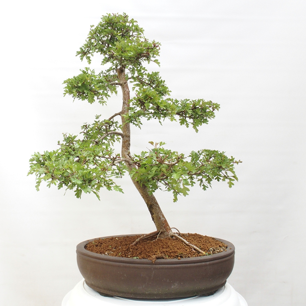 Bonsai zewnętrzne - Głóg - Crataegus monogyna