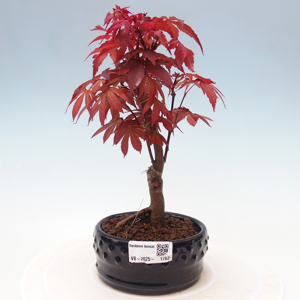 Bonsai zewnętrzne - palma Acer. Klon Atropurpureum-Palmleaf