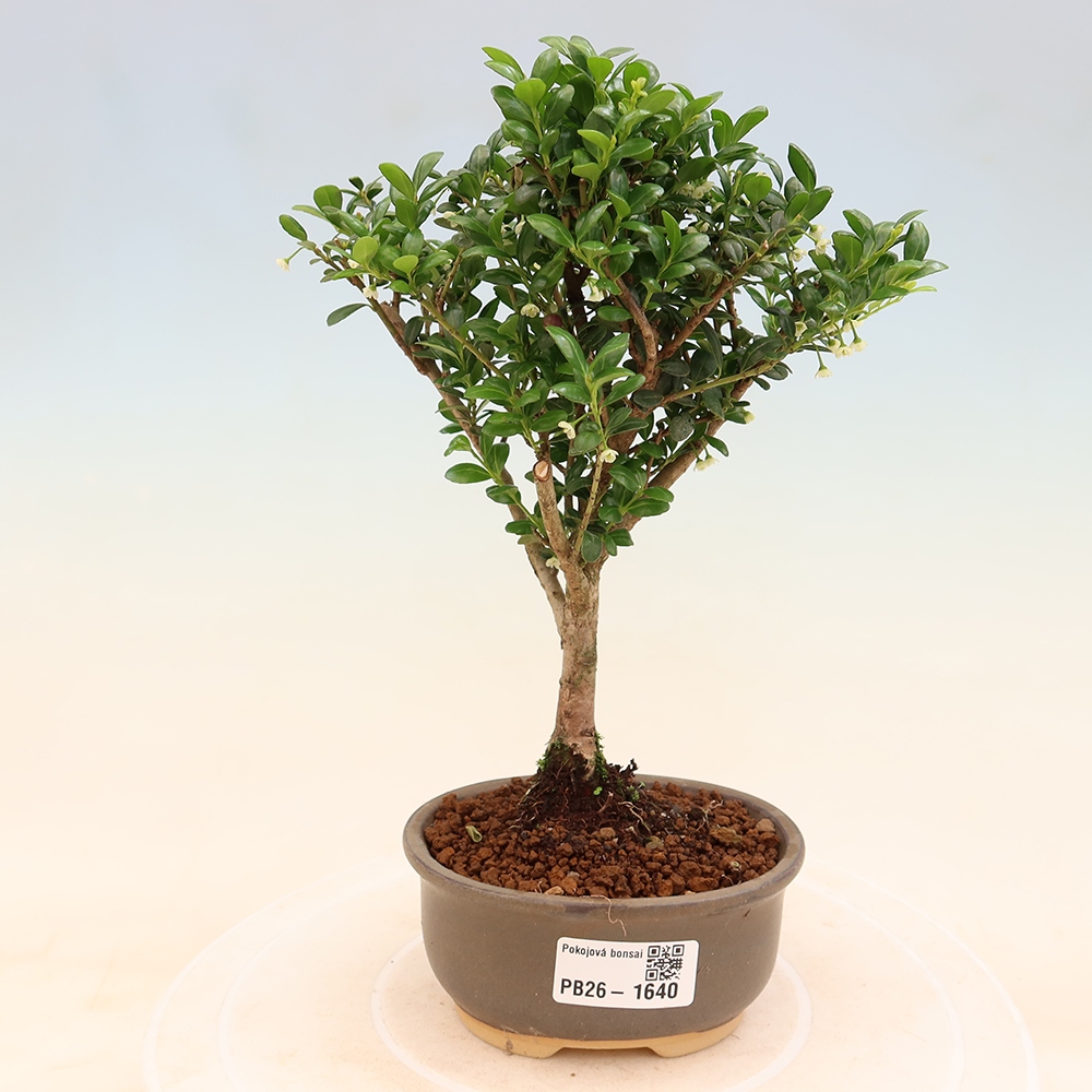 Pokój bonsai - Ilex crenata - Ostrokrzew