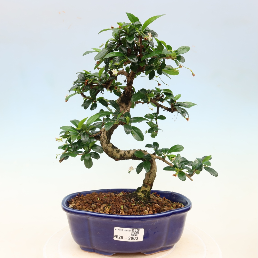 Bonsai pokojowe - Carmona macrophylla - Tea fuki