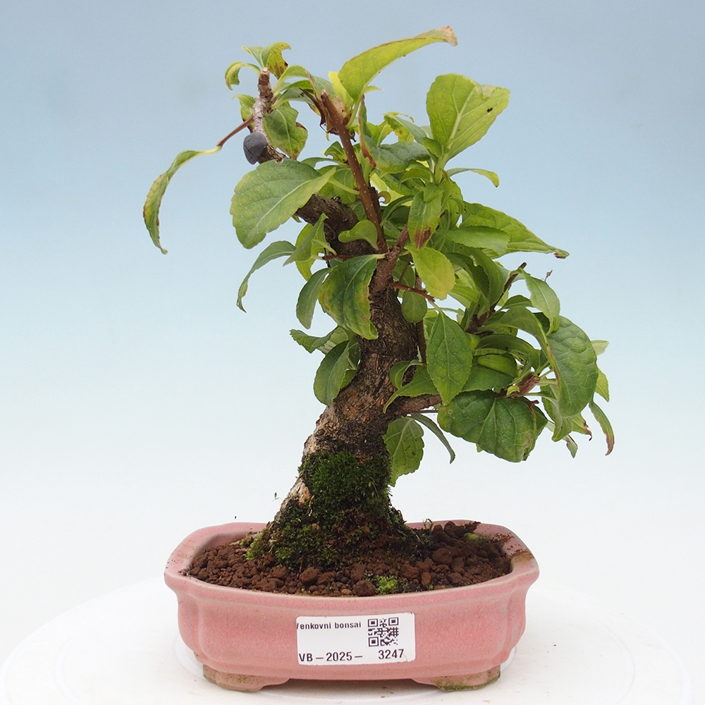 Bonsai na zewnątrz - Celastrus Jesenec