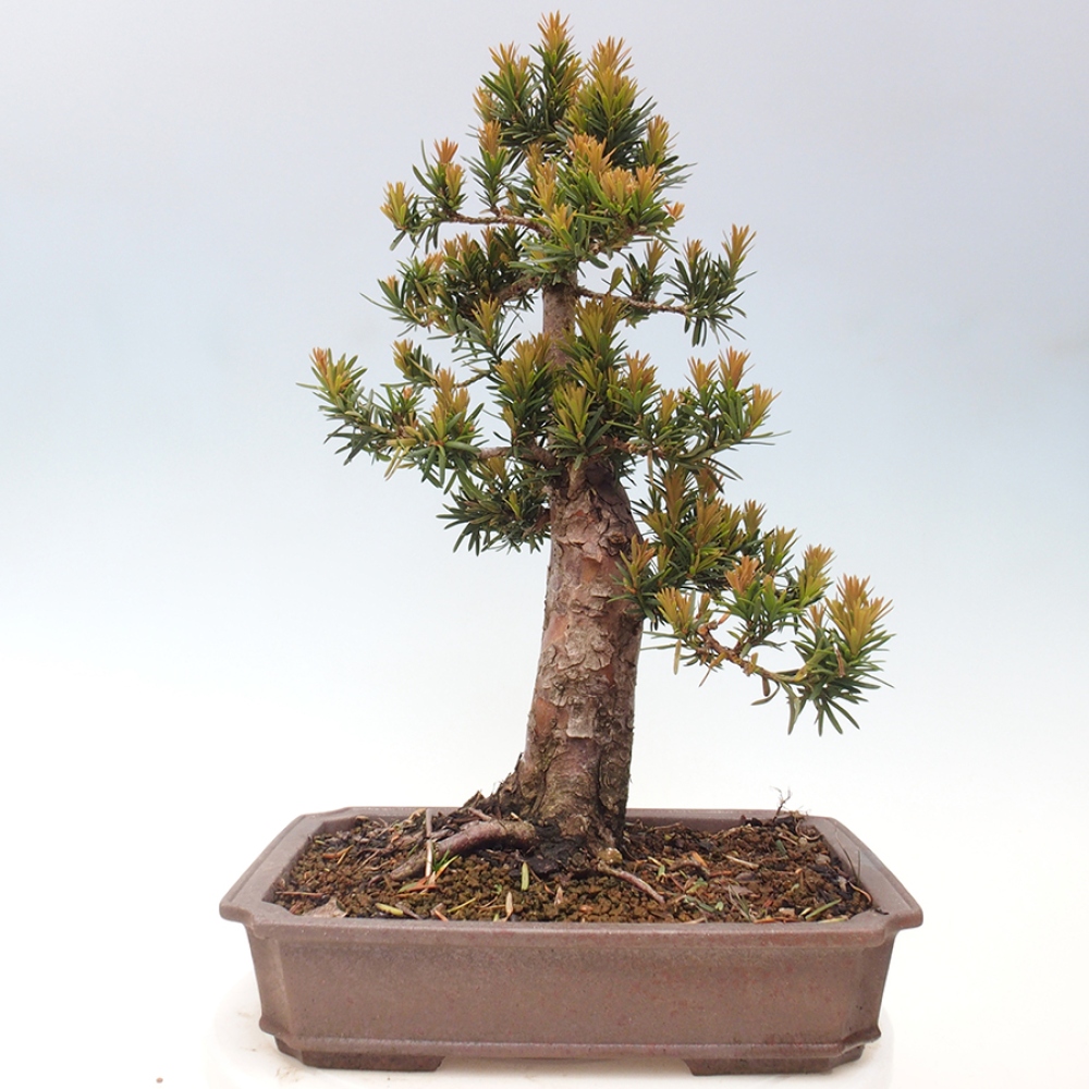 Bonsai na zewnątrz - Taxus cuspidata - cis japoński
