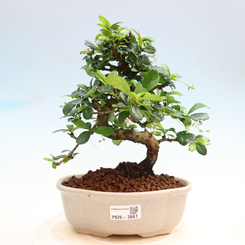 Bonsai pokojowe - Carmona macrophylla - Tea fuki