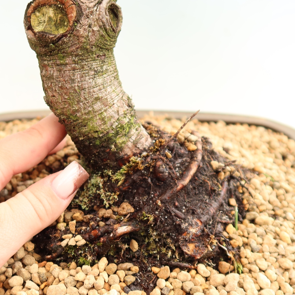 Bonsai ogrodowe – Pinus mugo Humpy – sosna karłowata