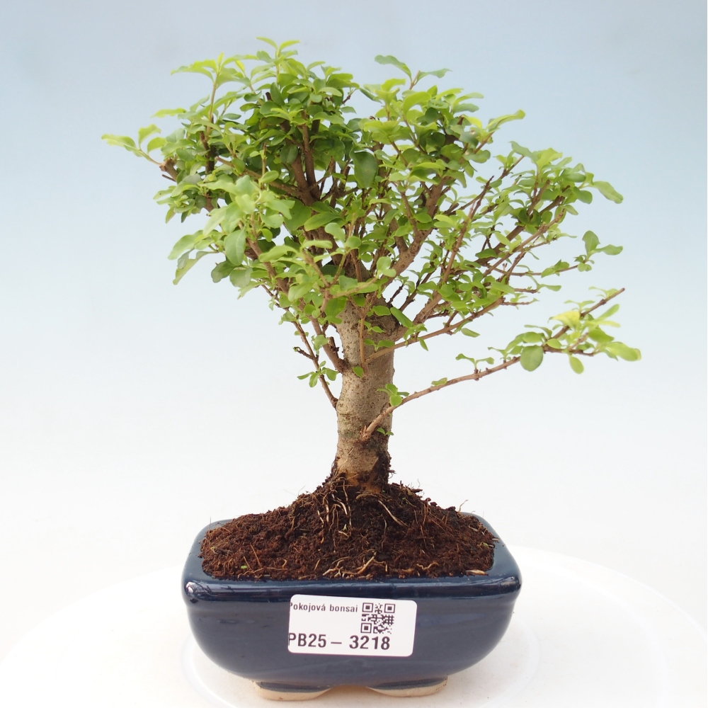 Pokój bonsai - Ligustrum chinensis - Dziób ptaka