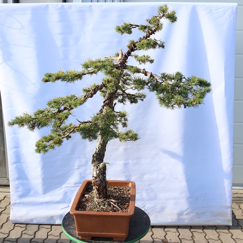 Pinus sylvestris Hiszpania – sosna zwyczajna