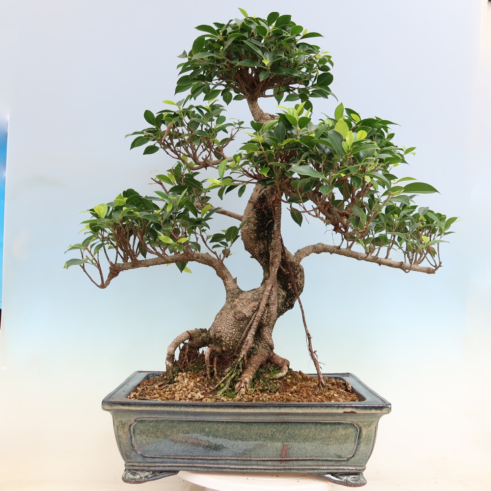 Pokój bonsai - Ficus kimmen - figowiec drobnolistny