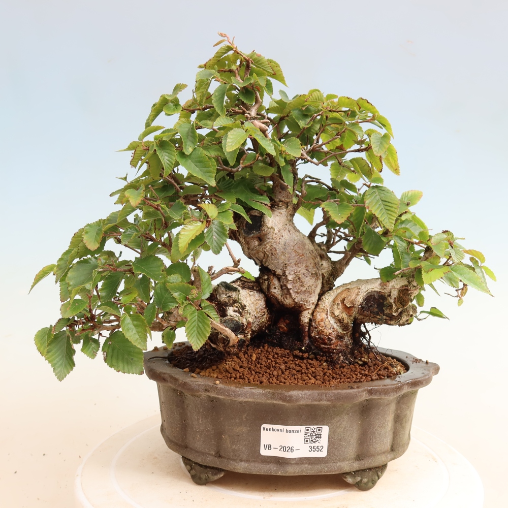 Outdoor bonsai - Carpinus CARPINOIDES - grab koreański