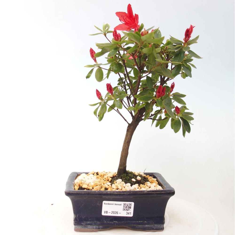 Outdoor bonsai - Azalia japońska - Azalea sp.
