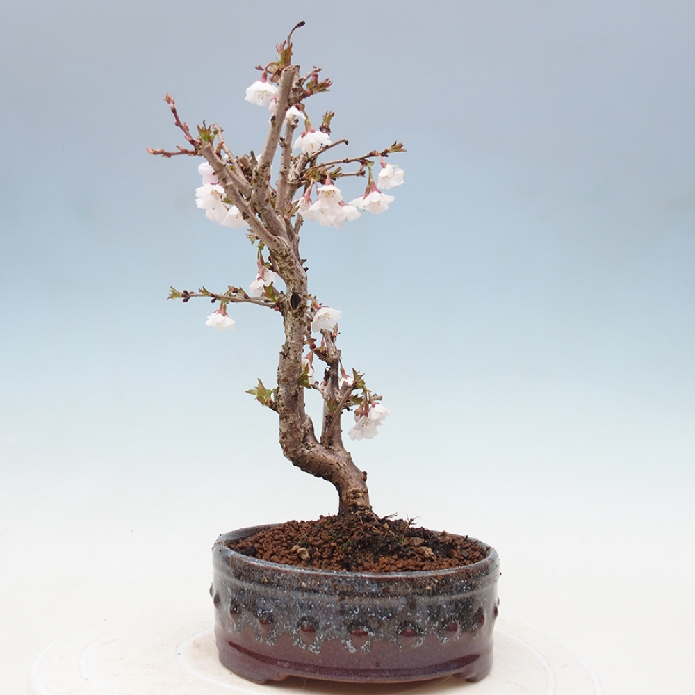 Bonsai zewnętrzne - Prunus incisa Kojou-no mai-cięcie śliwki