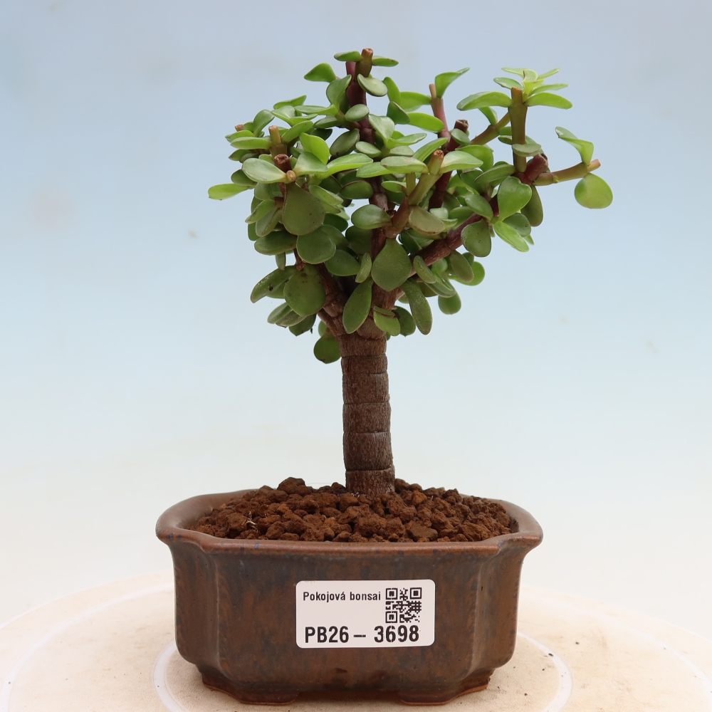 Pokój bonsai - Portulakaria Afra - Tlustice