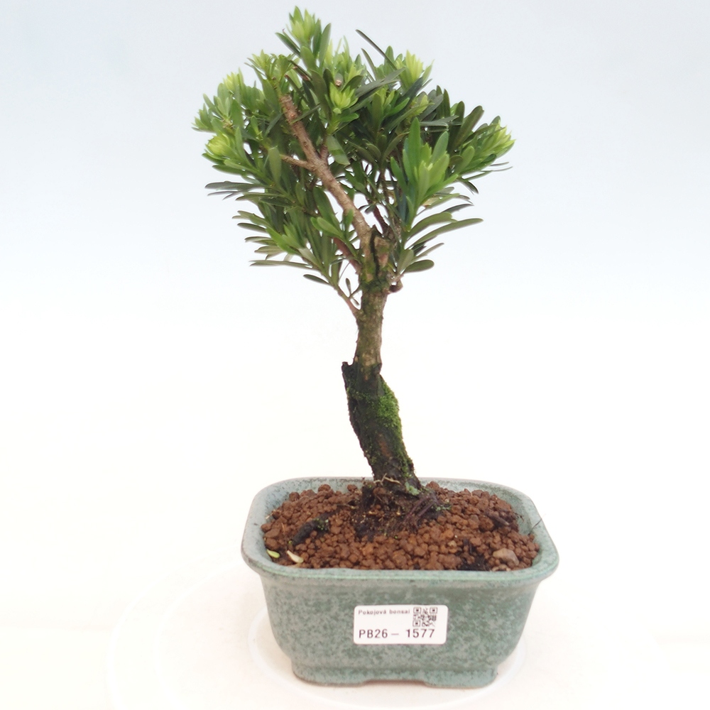 Pokój bonsai - Podocarpus - Kamienny cis