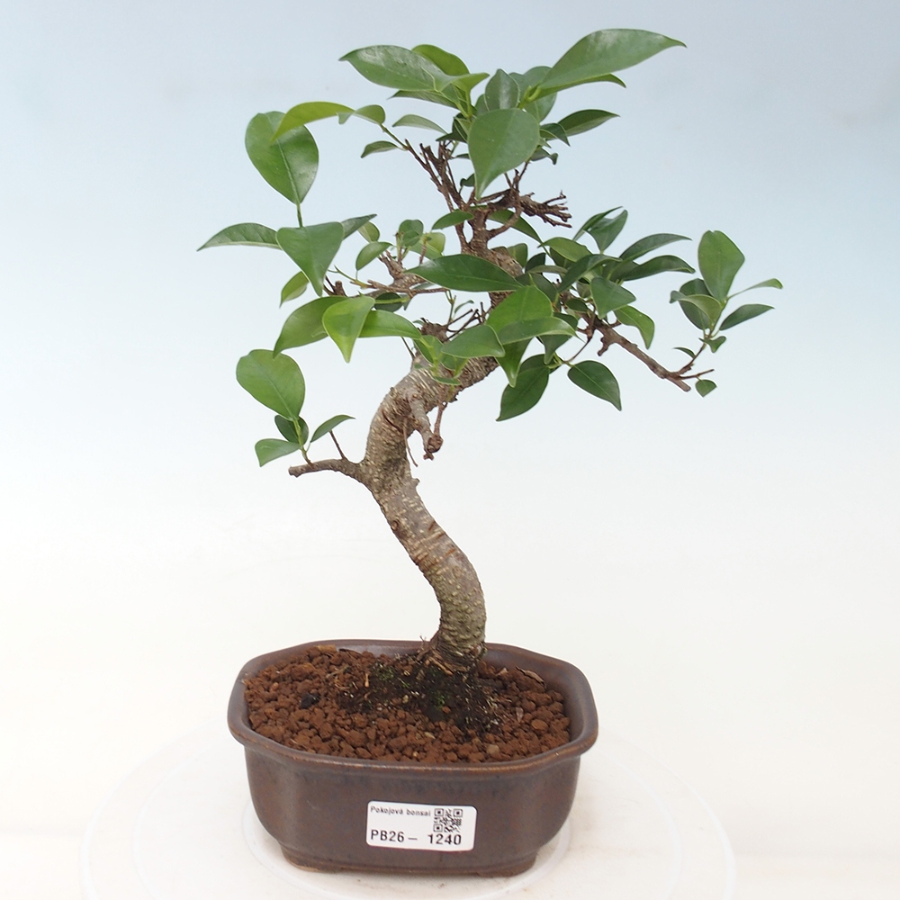 Pokój bonsai - Ficus retusa - figowiec drobnolistny