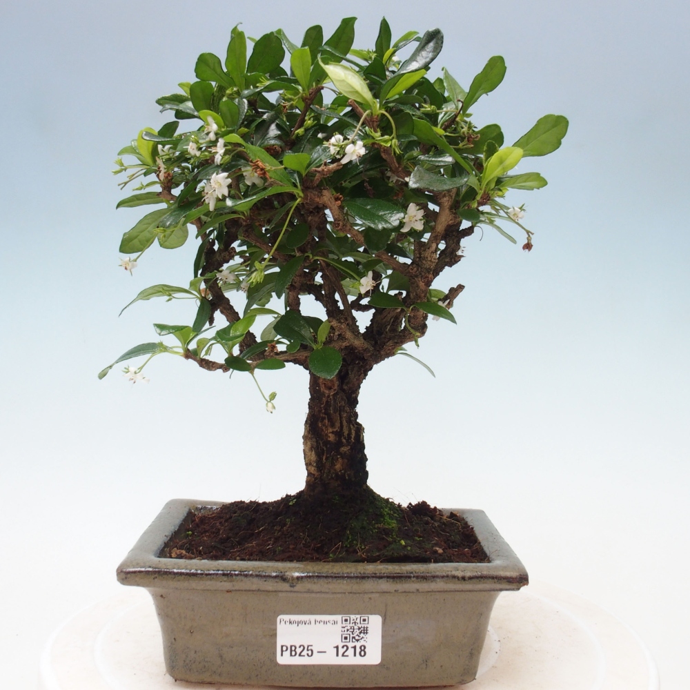 Bonsai wewnętrzne - Carmona makrophylla - Herbata Fuki