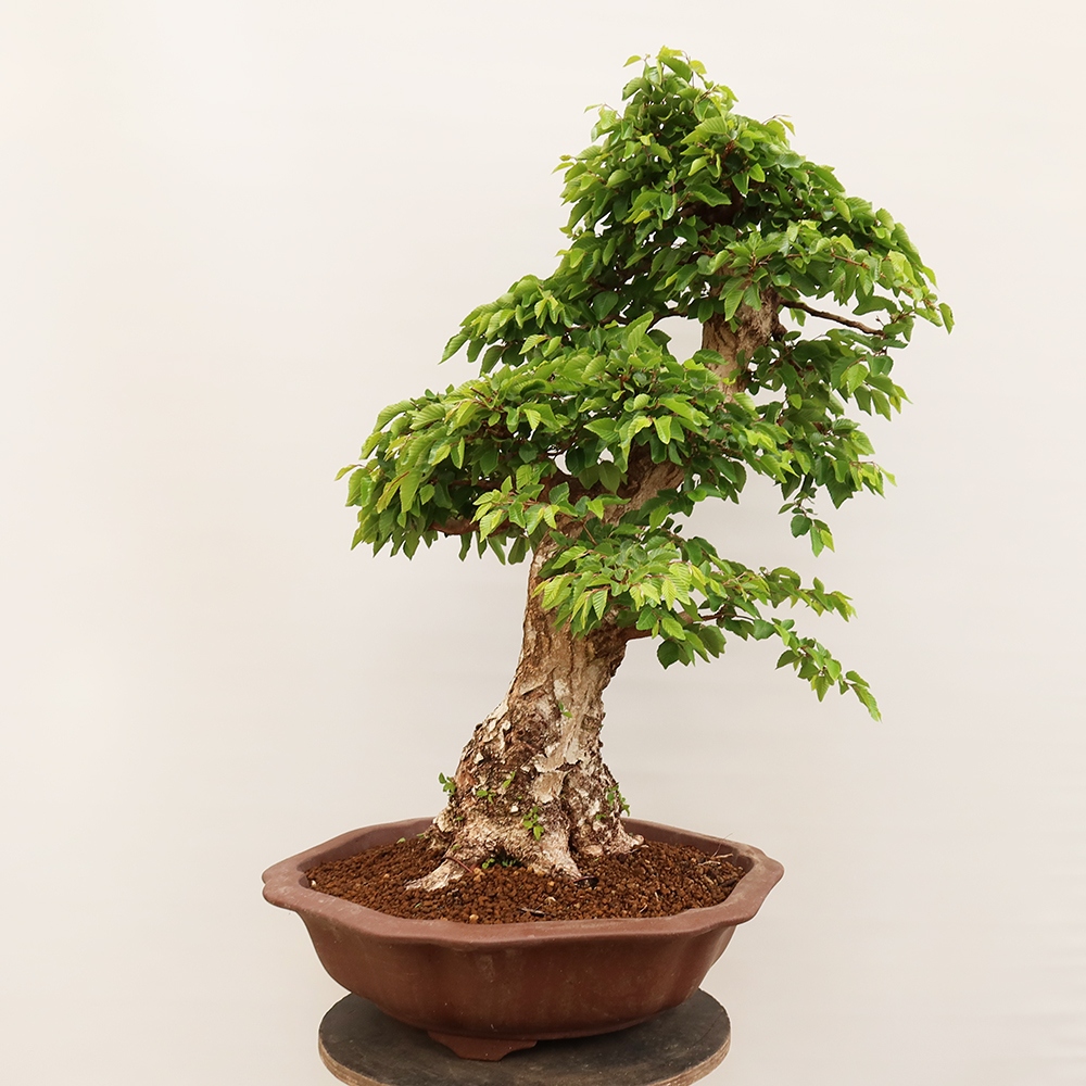 Bonsai plenerowe - Carpinus Coreana - grab koreański