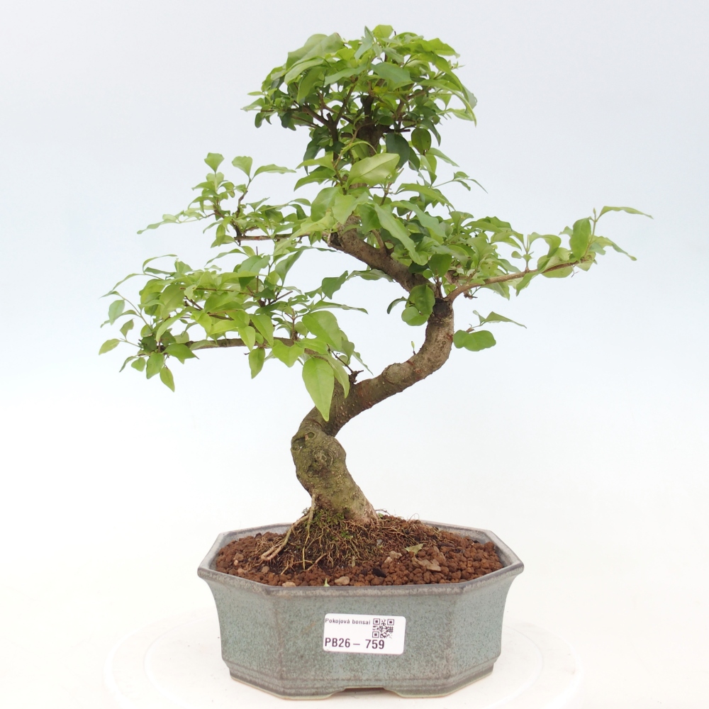 Indoor bonsai -Ligustrum chinensis - dziób ptaka
