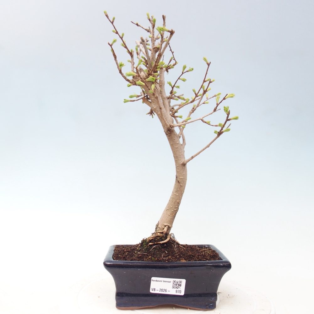 Bonsai zewnętrzne - Pseudolarix amabis-Pseudolarix amabis