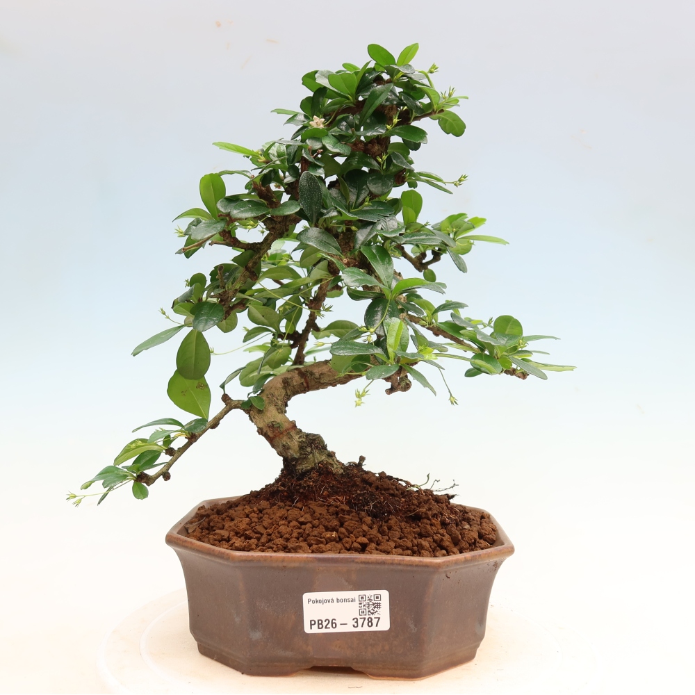 Bonsai pokojowe - Carmona macrophylla - Tea fuki