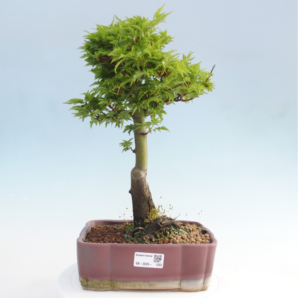Outdoor bonsai - palma jaworowa Acer palmatum Shishigashira