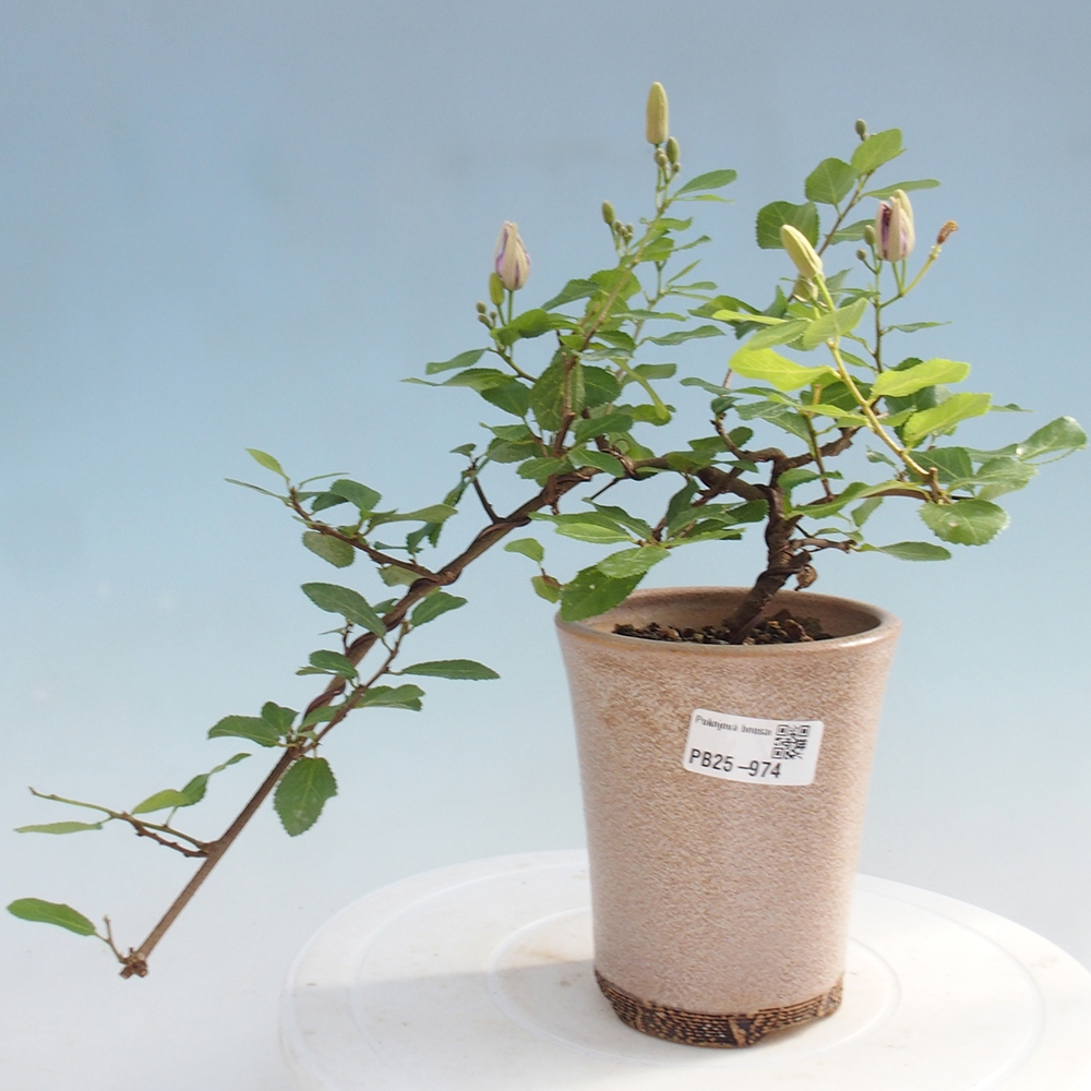 Kryty bonsai - Grewia occidentalis - Lawendowa gwiazda