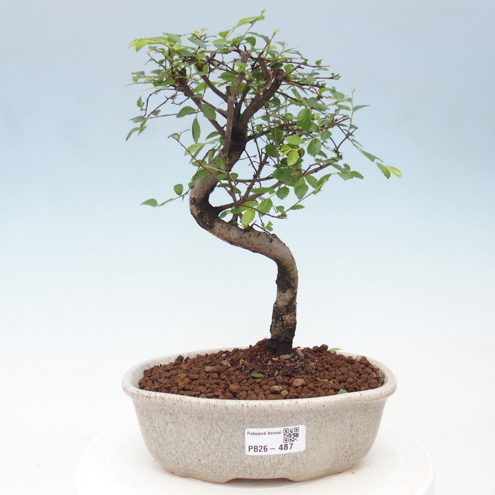 Pokój bonsai - Ulmus parvifolia - Wiąz drobnolistny