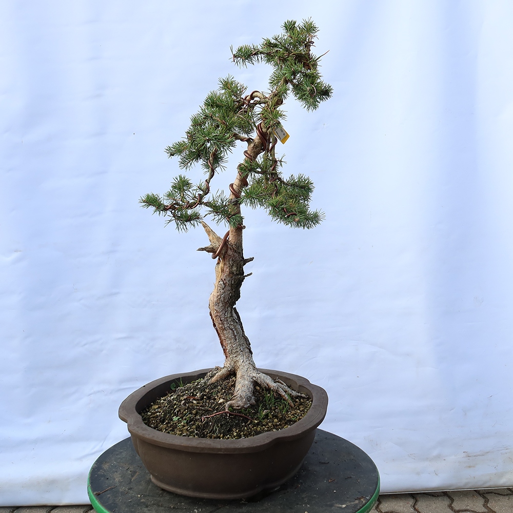 Pinus sylvestris Hiszpania – sosna zwyczajna