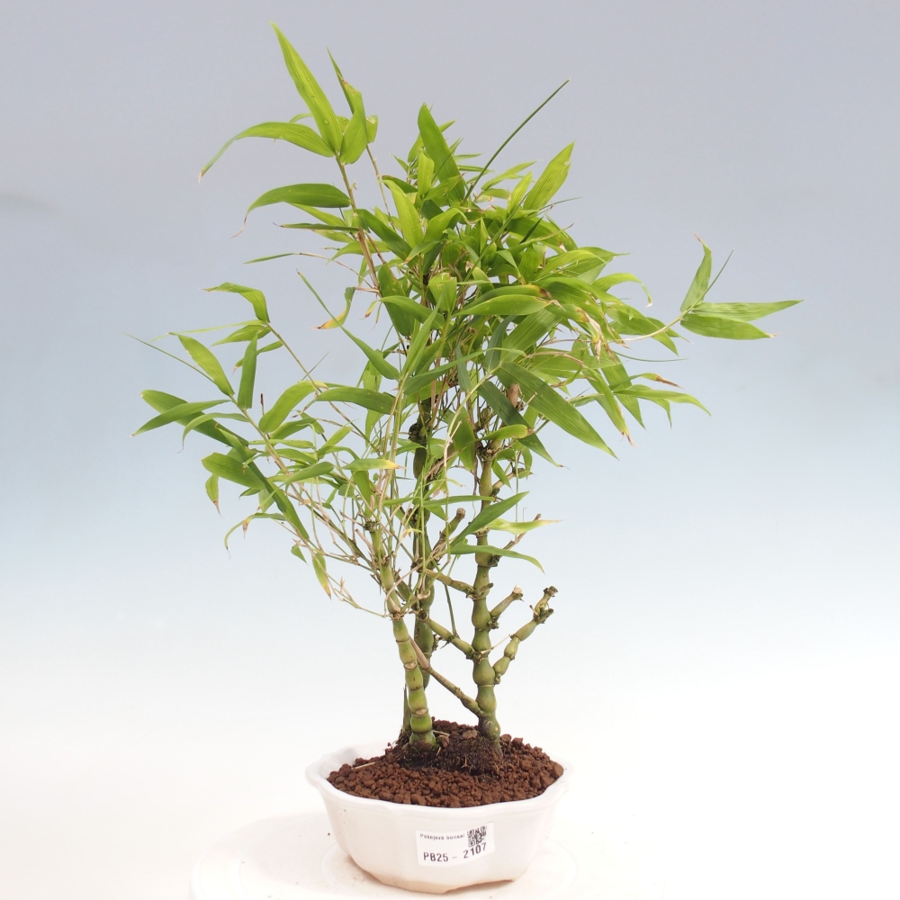 Bonsai wewnętrzne - Bambusowy Budda - Brzuch Bambusowego Buddy