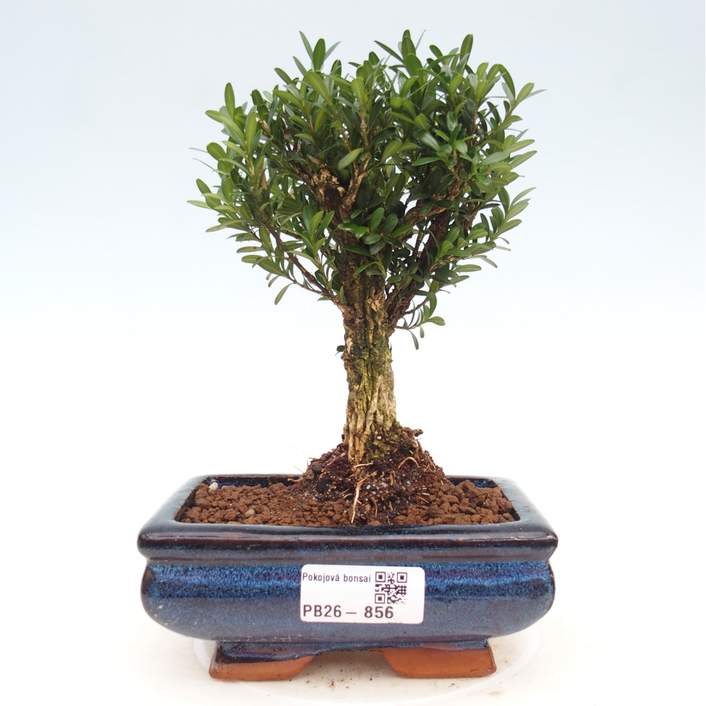 Pokój bonsai - Buxus harlandii - buxus korkowy