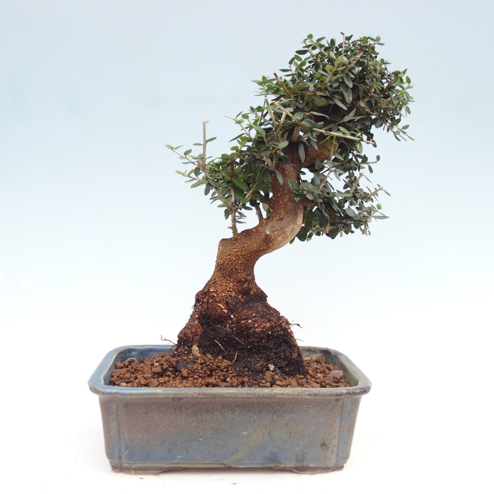 Bonsai do wnętrz - Olea europaea sylvestris