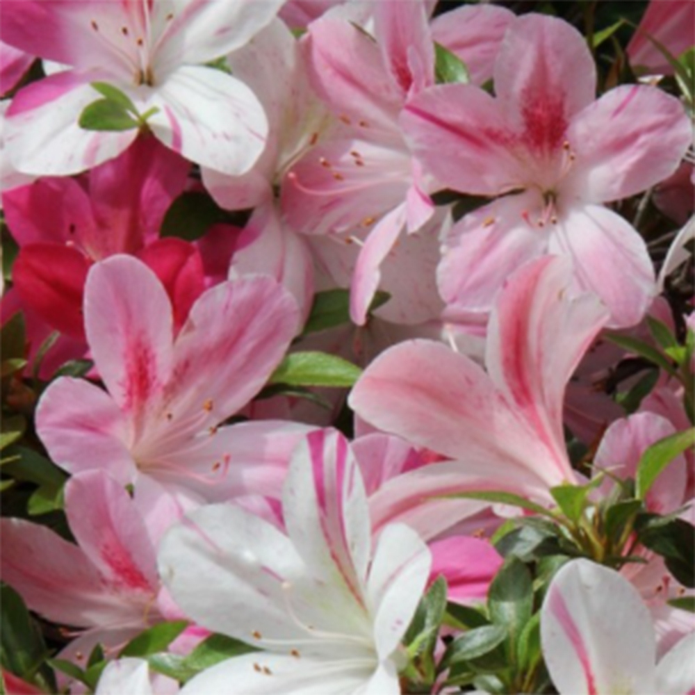 Bonsai zewnętrzne - Azalia japońska - Azalia Miyabihime