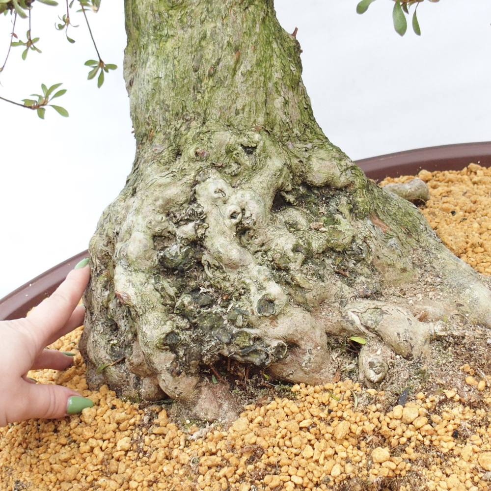 Bonsai zewnętrzne - Azalia japońska - Azalia Kinu-no-Hikari