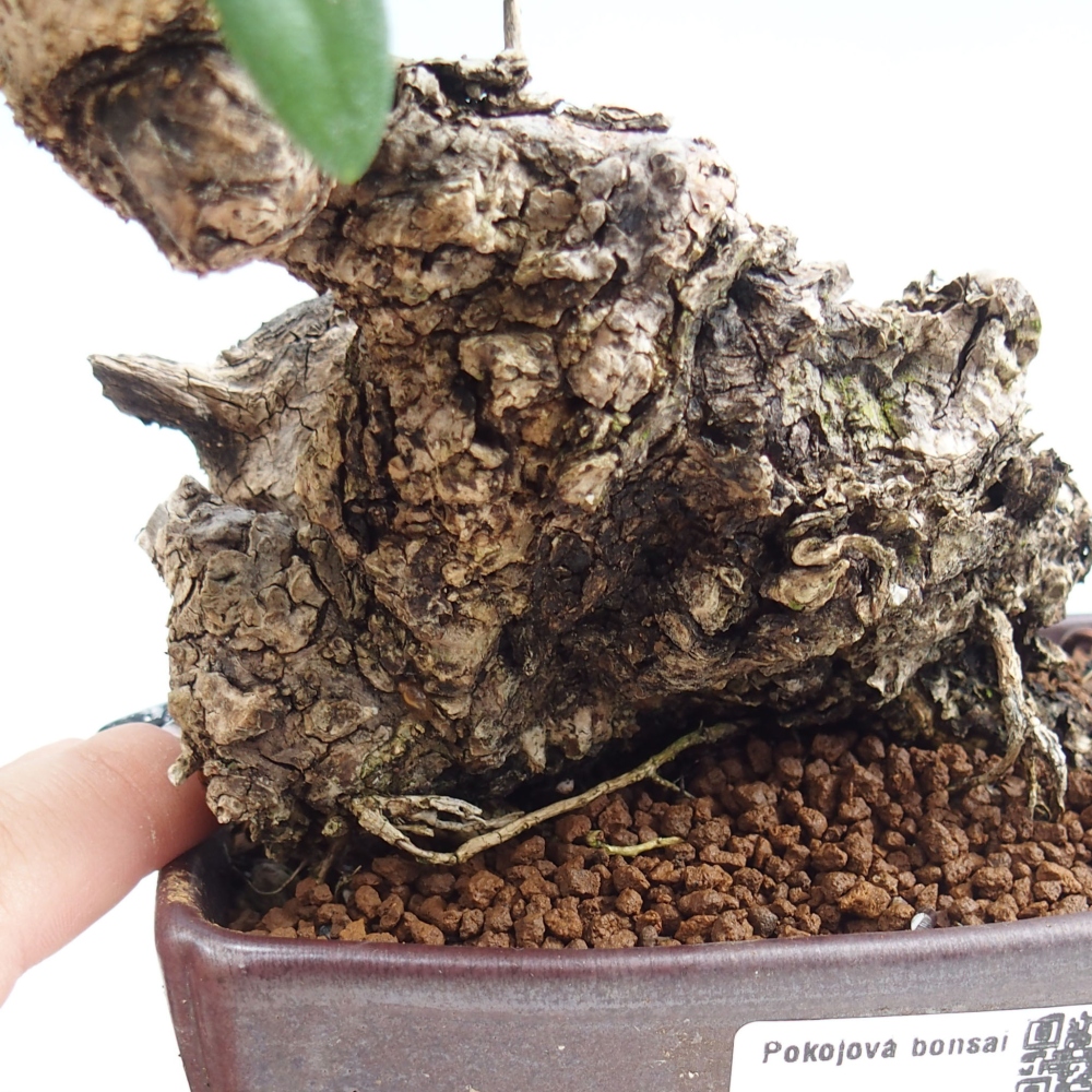 Kryte bonsai - Olea europaea sylvestris - Europejska oliwa z małych liści
