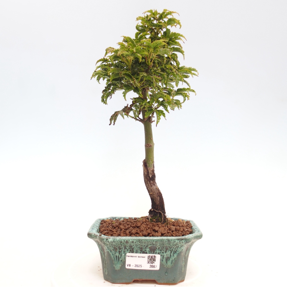 Bonsai zewnętrzne - klon Acer palmatum Shishigashira