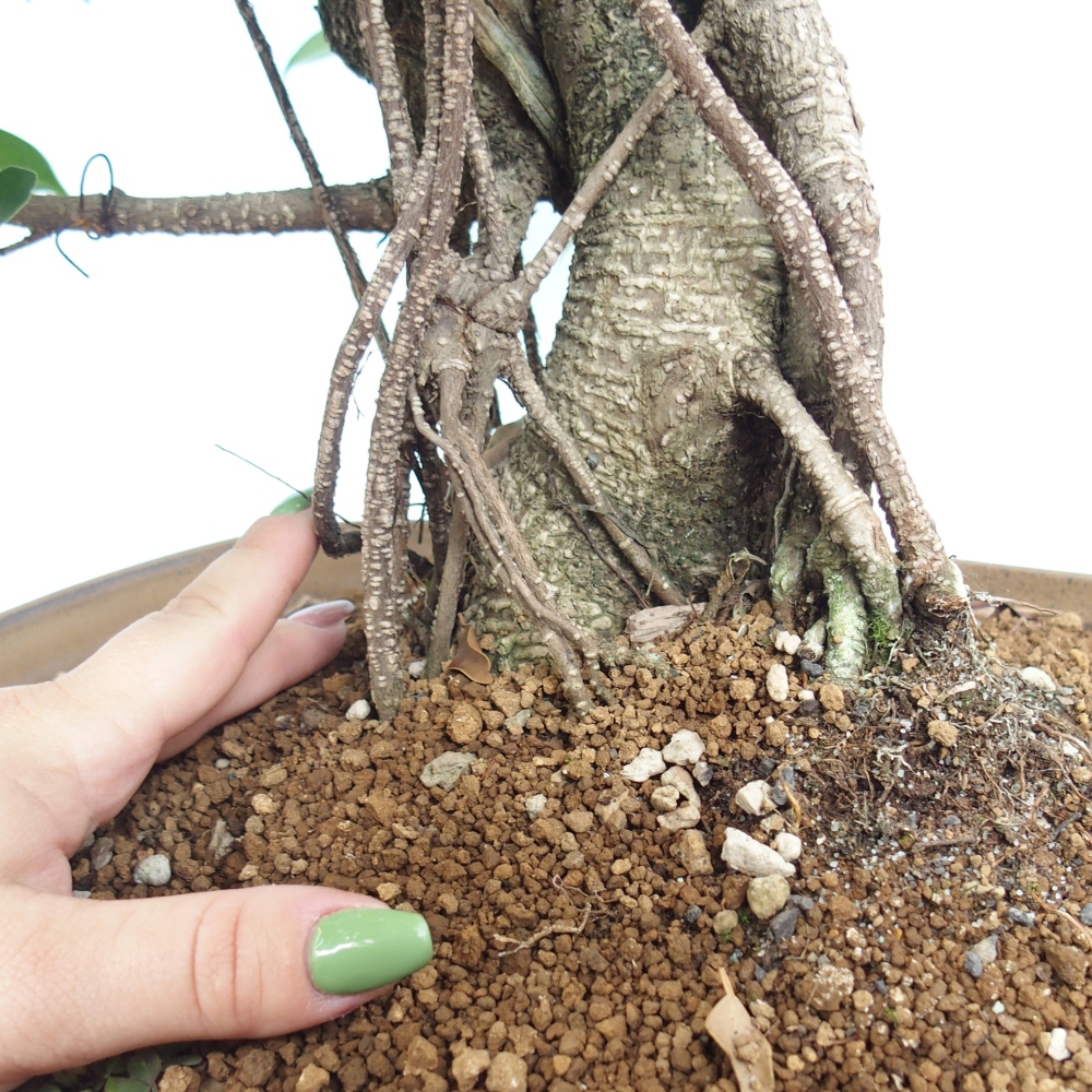 Bonsai pokojowe - Ficus kimmen - figowiec drobnolistny - WYŁĄCZNIE ODBIÓR OSOBISTY lub transport paletowy