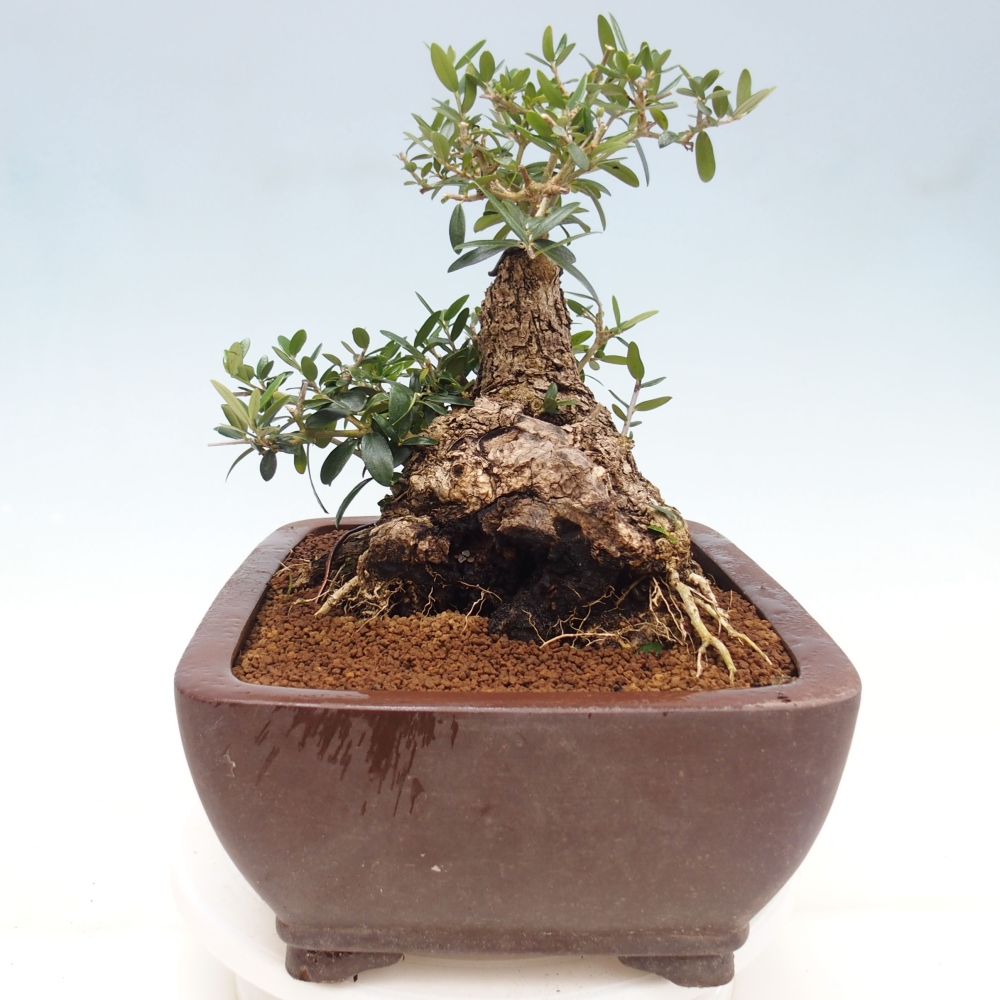 Kryte bonsai - Olea europaea sylvestris - Europejska oliwa z małych liści