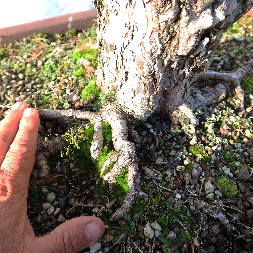 Pinus sylvestris Hiszpania – sosna zwyczajna