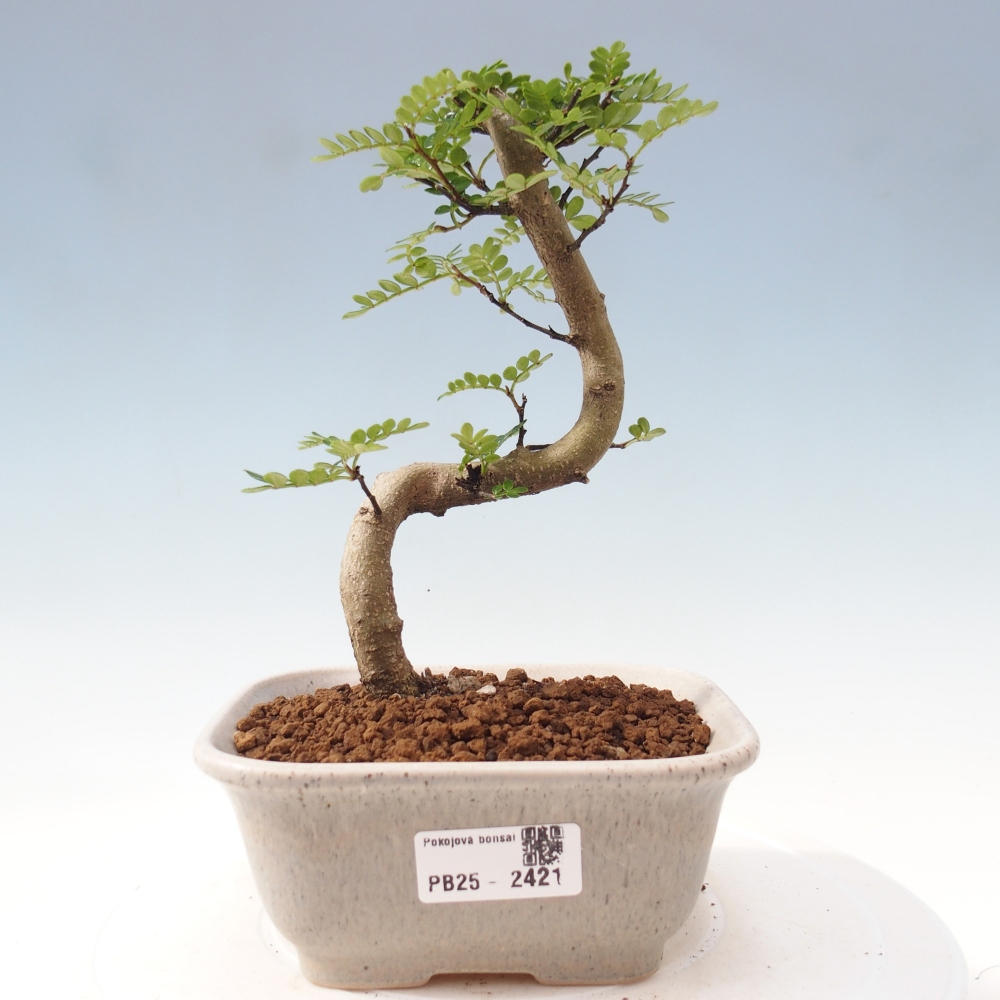 Bonsai do wnętrz - Zantoxylum piperitum - Mięta pieprzowa