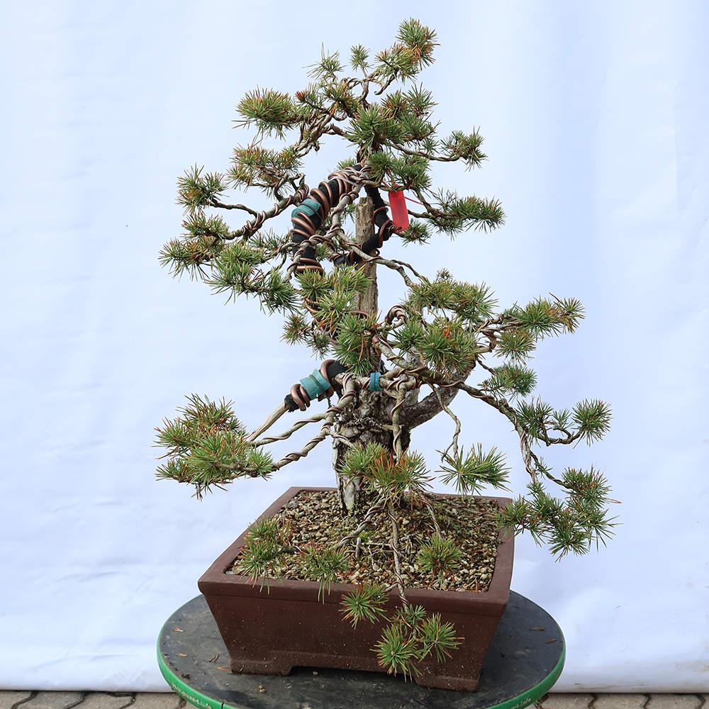 Pinus sylvestris Hiszpania – sosna zwyczajna
