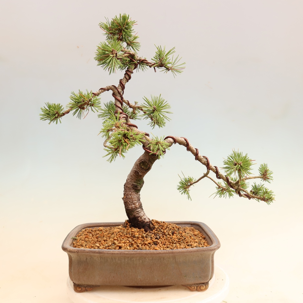 Bonsai ogrodowe – Pinus mugo Humpy – sosna karłowata