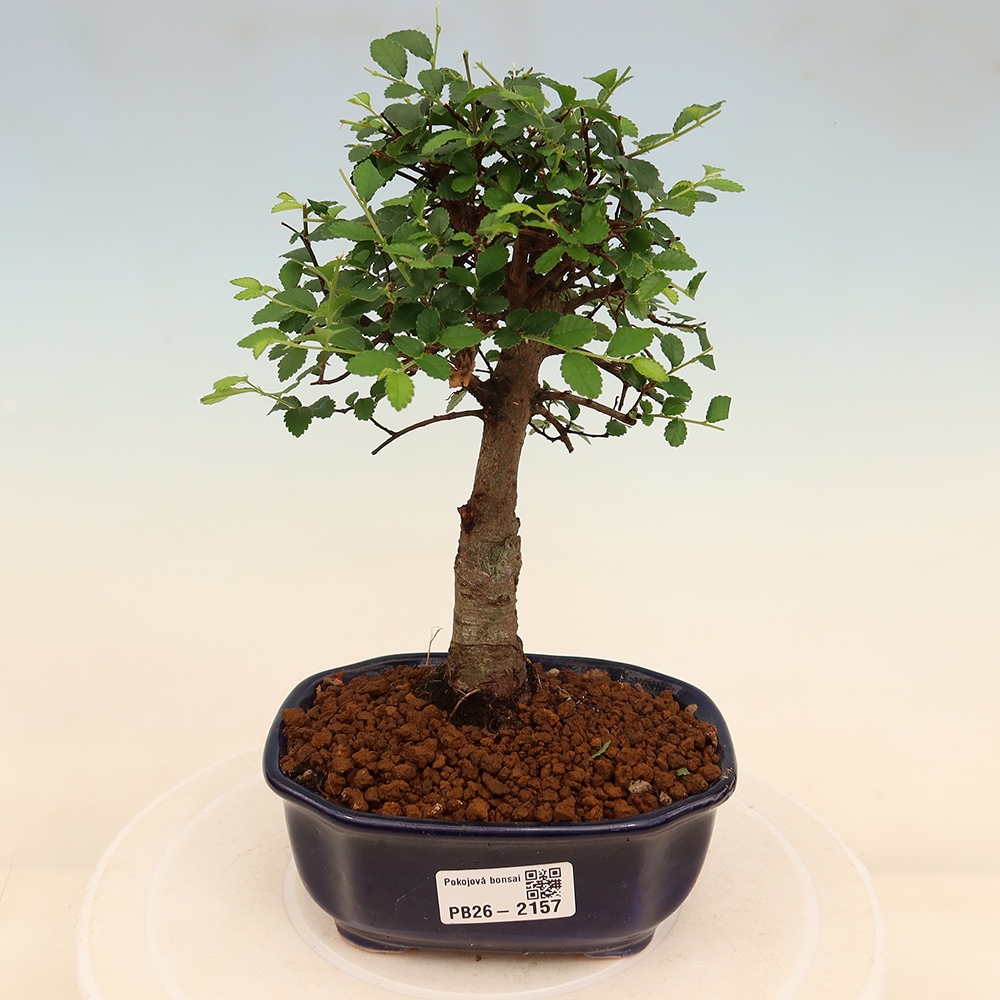 Pokój bonsai - Ulmus parvifolia - Wiąz drobnolistny