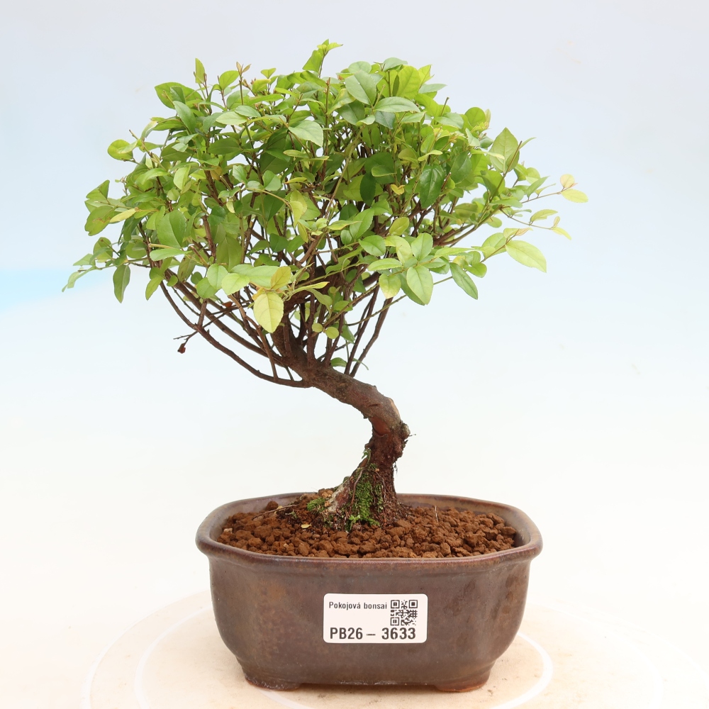 Bonsai pokojowe - Sageretia thea - Sageretia thea