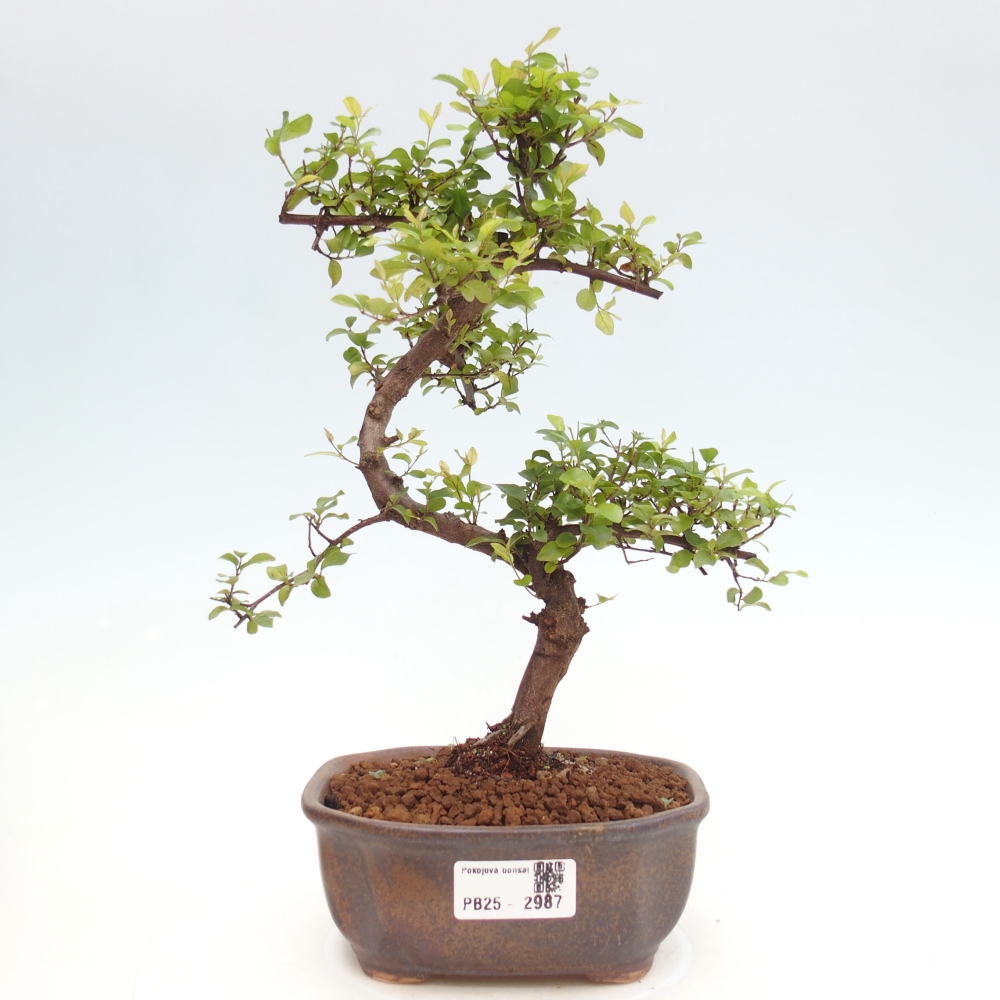 Bonsai wewnętrzne - Sagerécie thea - Sagerécie thea