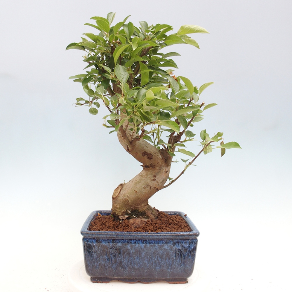 Bonsai plenerowe - Malus Halliana - Jabłoń drobnoowocowa