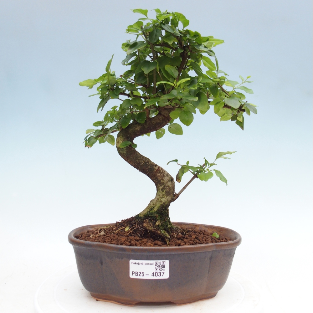 Pokój bonsai - Ligustrum chinensis - Dziób ptaka