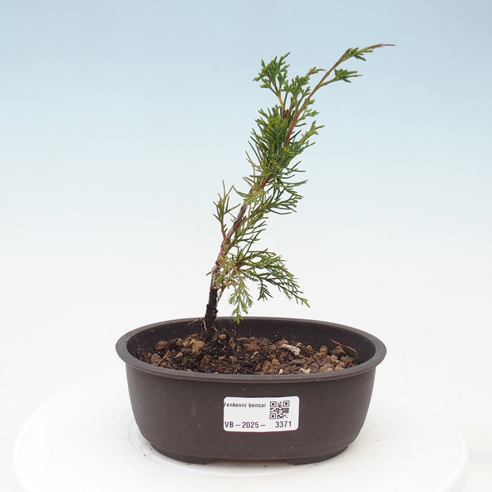 Outdoor bonsai - Juniperus chinensis Itoigawa - Jałowiec chiński