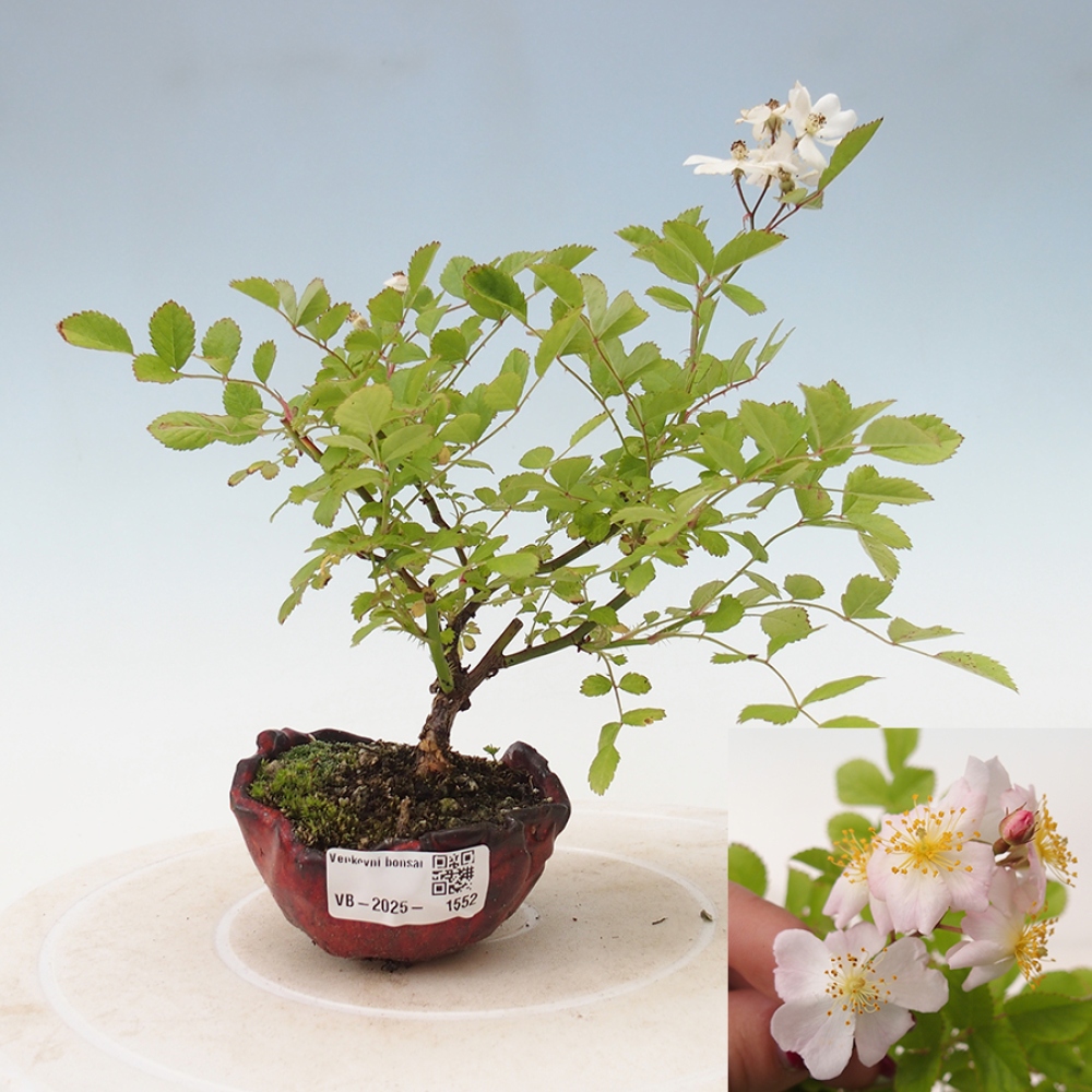 Bonsai na zewnątrz - Rosa sp. - róża drobnokwiatowa