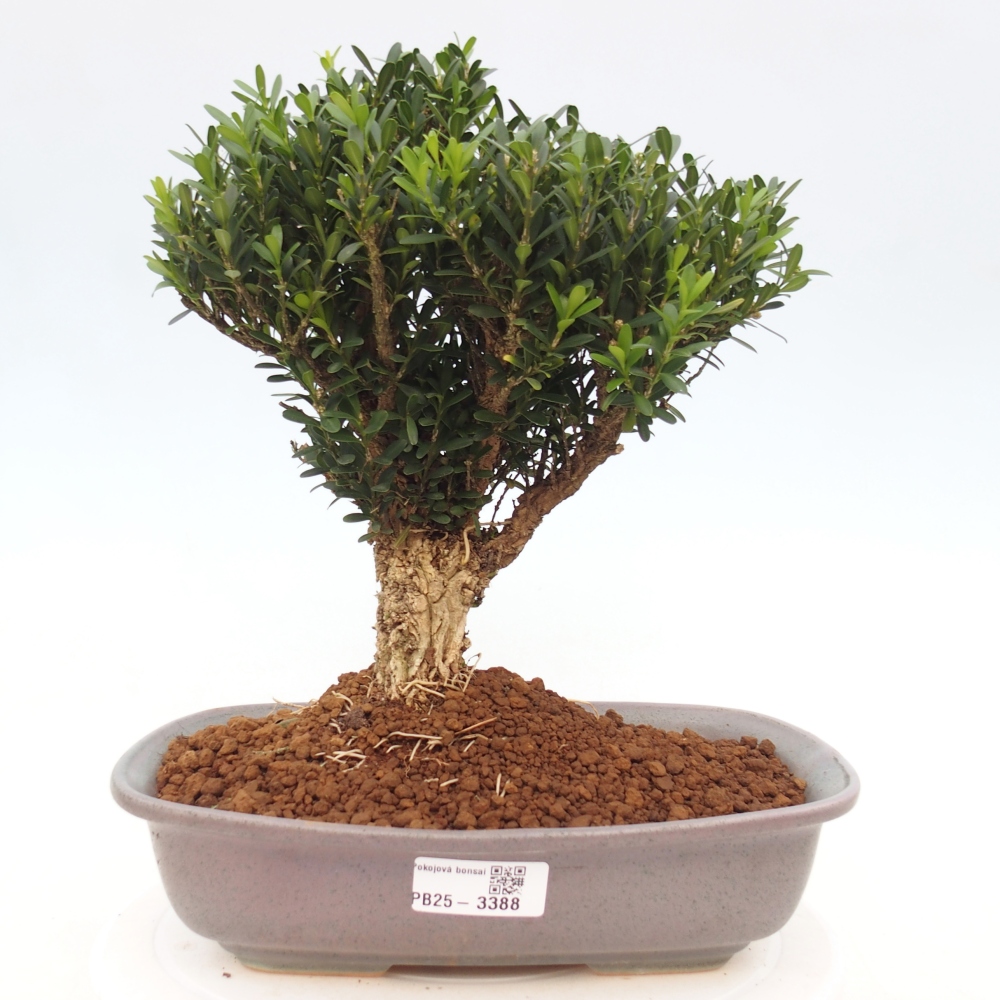 Pokój bonsai - Buxus harlandii - buxus korkowy