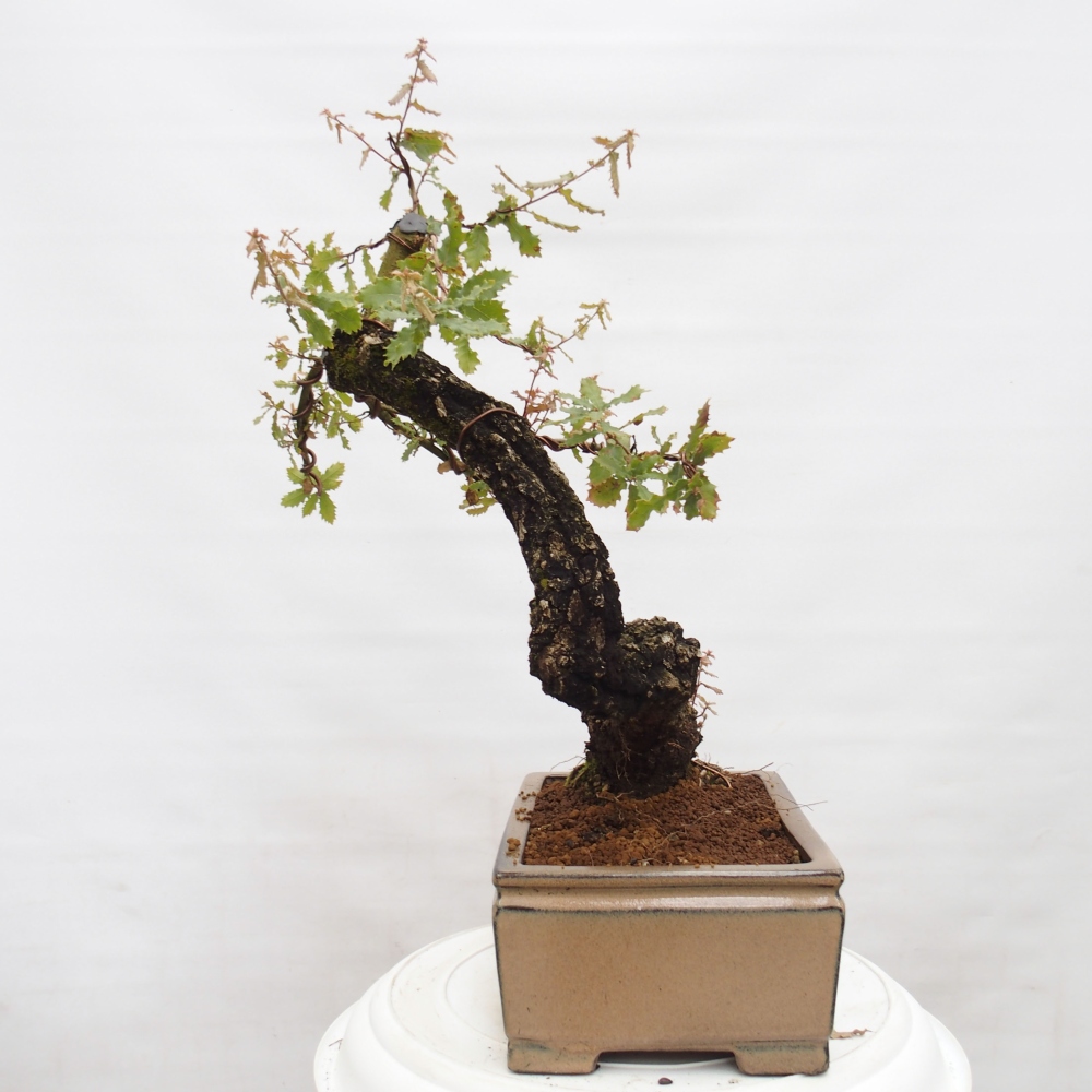 Yamadori - Quercus Ilex - Dąb ostrokrzewowy
