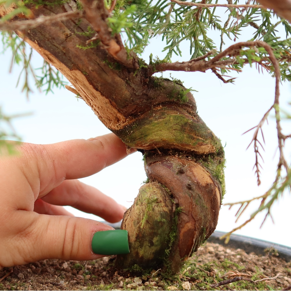 Bonsai ogrodowe – Juniperus chinensis Itoigawa – jałowiec chiński